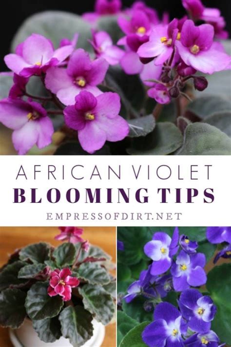 Purple Flowers With Green Leaves And The Words African Violet Blooming