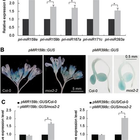 MOS2 Is Involved In Pri MiRNA Processing A Detection Of The