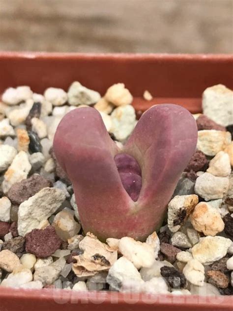 Shpr Lithops Optica Cv Rubra