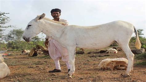 Gujarat Halari Donkeys Milk To Fetch Rs 7000 Per Litre