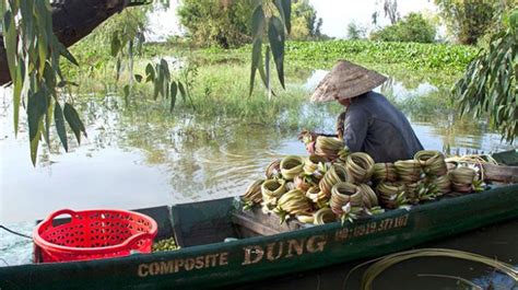 La Saison Des Fleurs De Nénuphar Extatiques Au Delta Du Mekong Vietnam