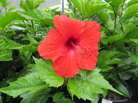 Descobrir 71 Imagem Hibiscus Rosa Sinensis L Br Thptnganamst Edu Vn