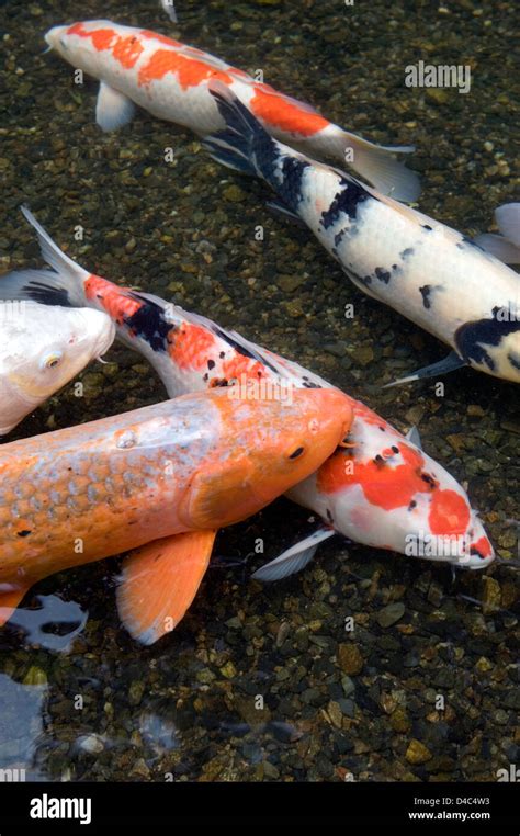 Poisson Carpe Banque De Photographies Et Dimages Haute R Solution