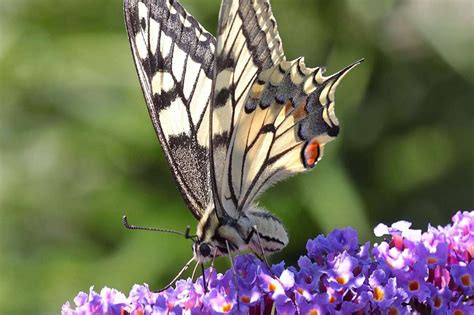 The 7 Most Beautiful Butterflies In The World - Vibe Cosy™