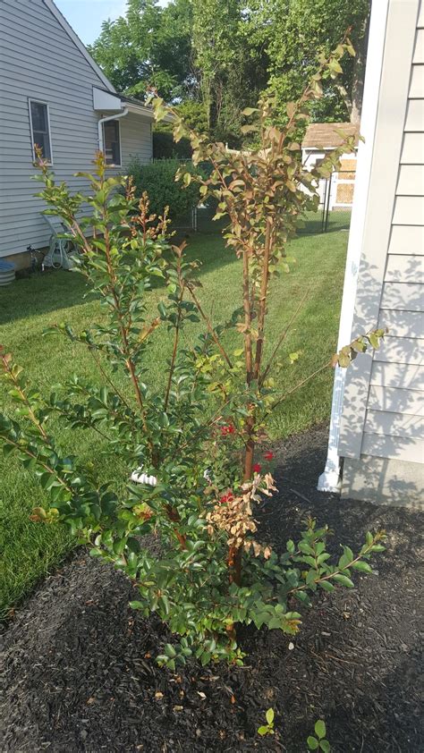 Is My Crepe Myrtle Dying In The Ask A Question Forum