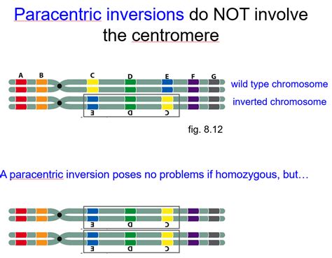 Solved Crossing Over And Recombination Within The Inversion Chegg