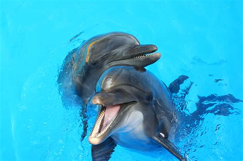 Fonds D Ecran Monde Sous Marin Dauphins Deux Animaux T L Charger Photo