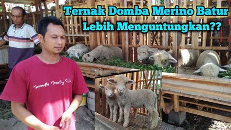 Peternak Domba Batur Merino Paling Santai Di Dunia Youtube