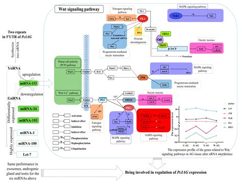 Ijms Free Full Text Two Short Repeats In The 5′ Untranslated Region