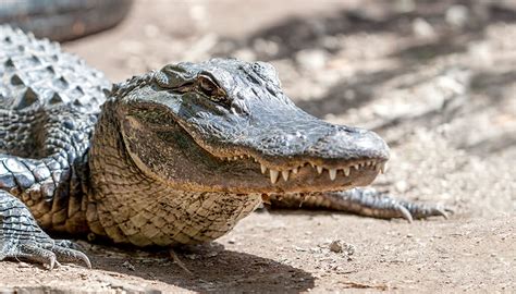 American alligator | San Diego Zoo Wildlife Explorers