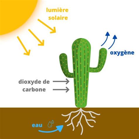 Exposition Lumière Et Soleil Chez Les Cactus Cactus Encyclo