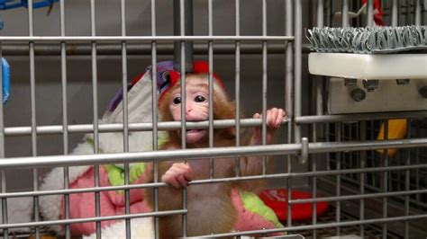 NIH Child Abuse: Experiments on Baby Monkeys Exposed