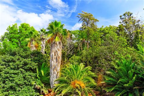 Clima Subtropical Qu Es Caracter Sticas Flora Y Fauna Resumen