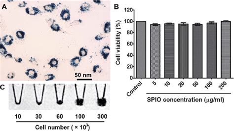 A Prussian Blue Staining Of U Mg Cells After Incubation With Mg