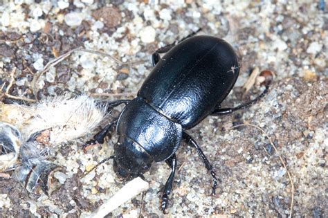 Photo #84524: Zabrus spinipes