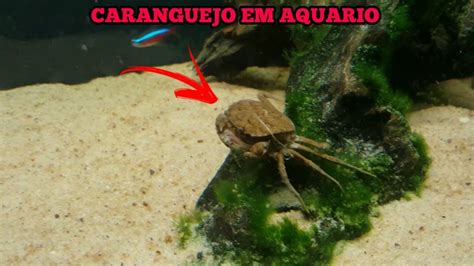 Caranguejo em aquário da certo YouTube