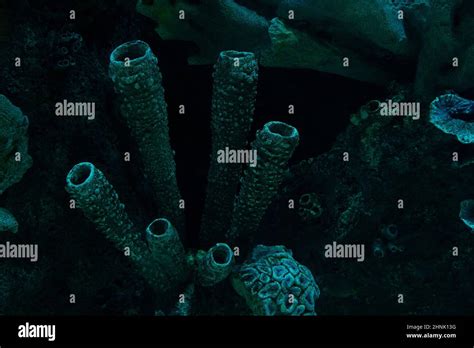 Front View Closeup Of Dark Coral Reef Formation On The Ocean Floor