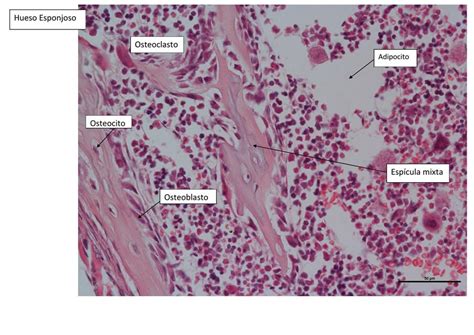 Histología osificación endocondral Julieta uDocz