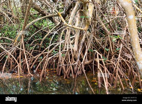 Red Mangrove Tree Rhizophora Mangle Roots In An Estuary On Sanibel