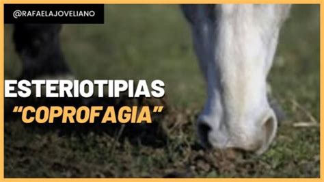 Por qué los caballos se comen su excremento Todo lo que necesitas