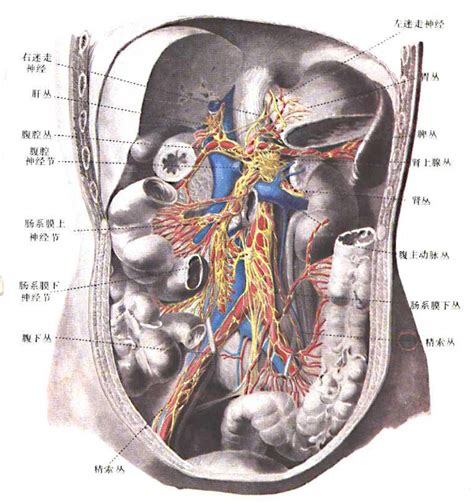 解剖学内脏神经 A医学百科