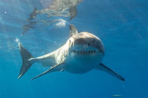 Photos De Requin Blanc Photos De Stock Gratuites Et Libres De