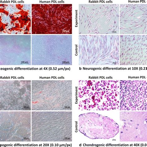 Multi Differentiation Potential Of PDL Cells Visual Examination A PDL