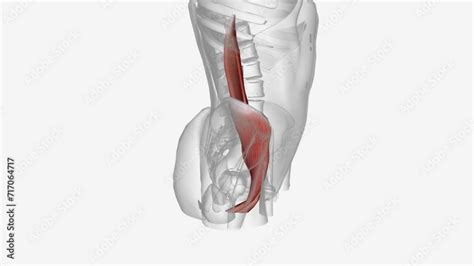 The Iliopsoas Muscle Refers To The Joined Psoas Major And The Iliacus