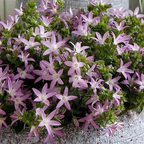 Campanula Poscharskyana Adansa Pink Campanule Des Murets Tapissante