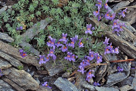 Linaria alpina Lniczka lnica alpejska Pyštek alpínsky