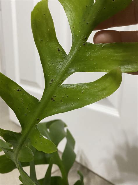 Whats This On My Sharktooth Fern Cactus Rplantclinic