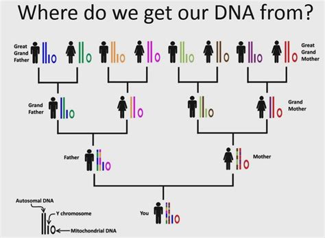 A Genealogy Hunt | Part 923 - Autosomal DNA is NOT Necessarily Genealogy