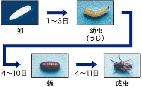 ハエを知る｜害虫を知る｜アース害虫駆除なんでも事典