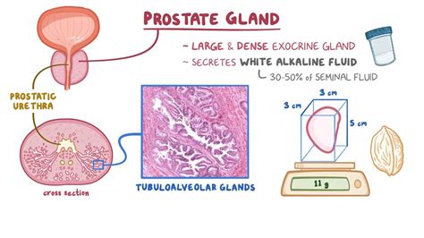 Benign Prostatic Hyperplasia And Lower Urinary Tract Off