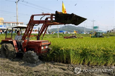 트랙터로 논 갈어엎는 농민들 연합뉴스