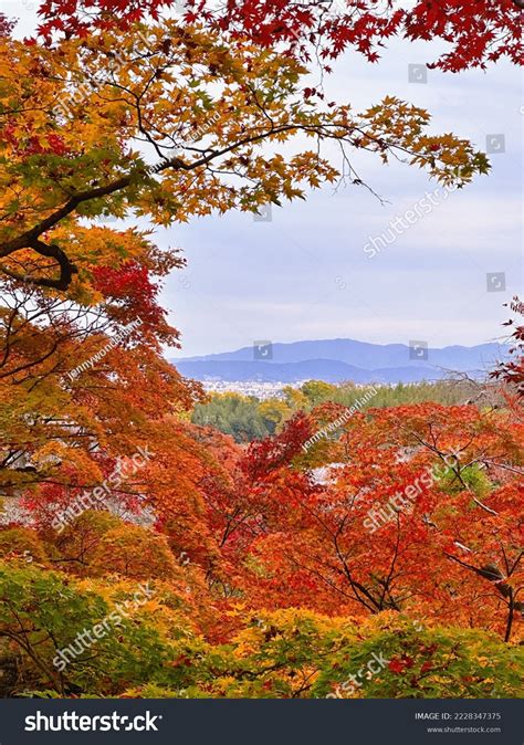 Beautiful Scenary Red Maple Leaves Autumn Stock Photo