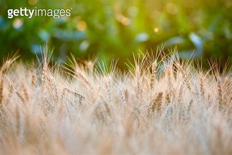 Field with a harvest of ripe golden wheat spikelets at sunset 이미지