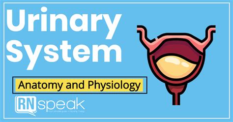 The Urinary System Anatomy And Physiology