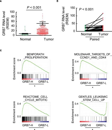 Frontiers Up Regulated Grb7 Protein In Gastric Cancer Cells