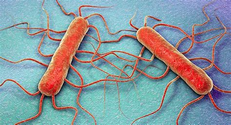 Laboratory Diagnosis Of Listeriosis Caused By Listeria Monocytogenes