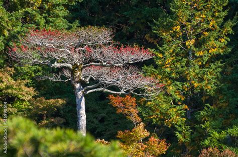 Colorful Foliage In Autumn In The Beautiful And Famous Zen Gardens At