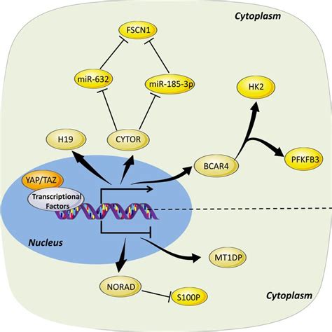 Links Between Lncrnas And Hippo Signalling Cascade Hippo Signalling