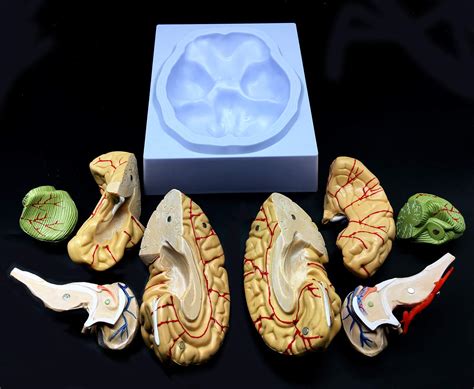 Buy Human Brain Model Anatomically Accurate Brain Model Life Size