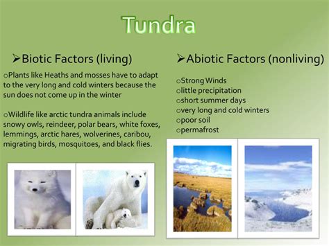 Ppt Ecology Powerpoint Presentation Free Download Id2337613