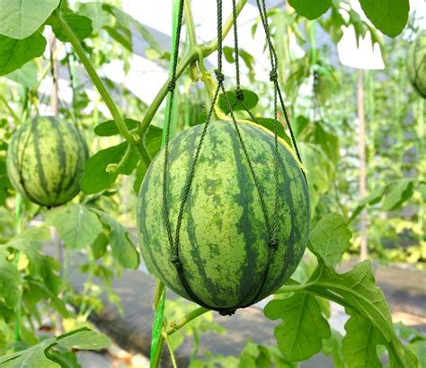 Melonen Anbauen Fr Chte Aus Dem Eigenen Garten Gartenflora