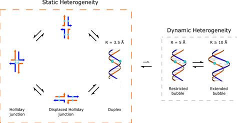 Excited State Lifetimes Of DNA Templated Cyanine Dimer Trimer And