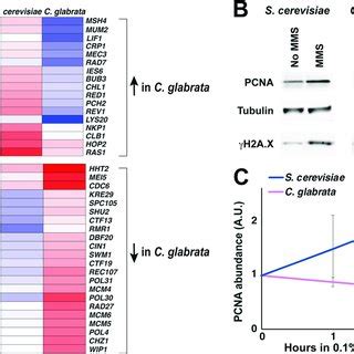 Expression Of PCNA Is Upregulated By DNA Damage In S Cerevisiae But