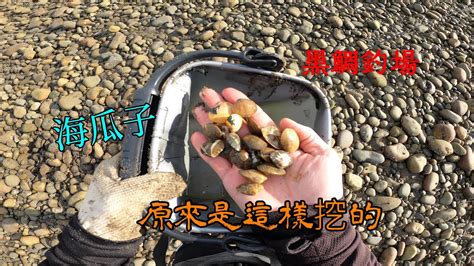 台中大安可以釣黑鯛還可以挖海瓜子的釣場你見過嗎 南投小江 釣魚 Fishing Mancing 釣り Youtube