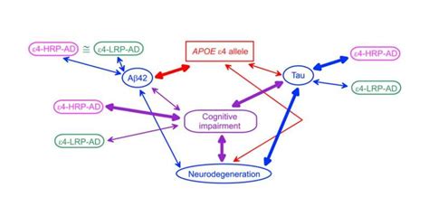 Studying Combinations Of Genetic Variants To Unravel Alzheimer S