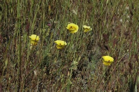 Calochortus luteus | Pacific Bulb Society